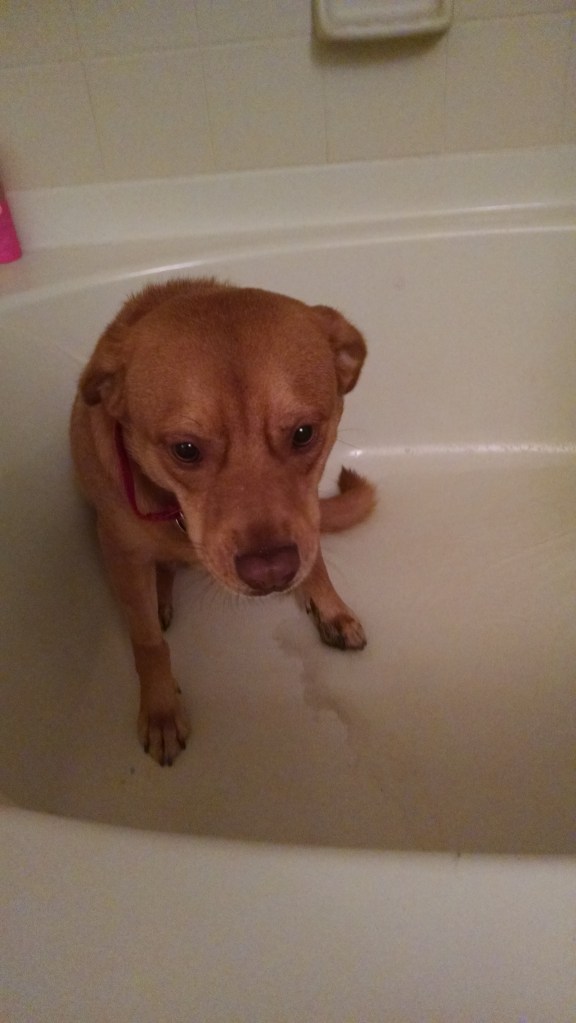 IMG_20141008_131531279