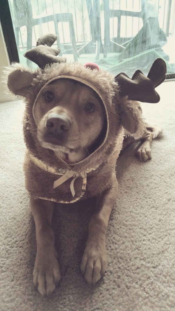 IMG_20141125_164919-2