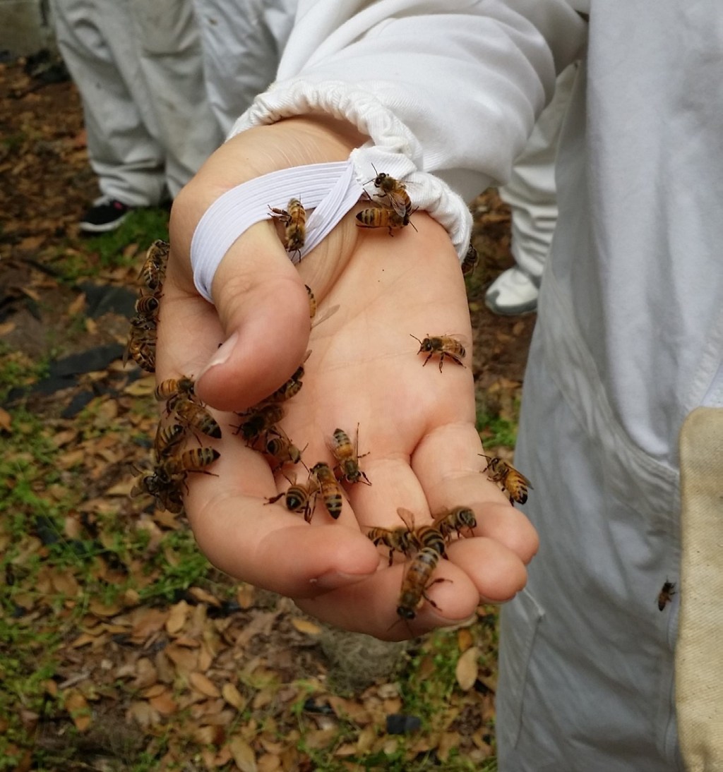Make a Huge Study on a Tiny Subject:&nbsp;Entomology