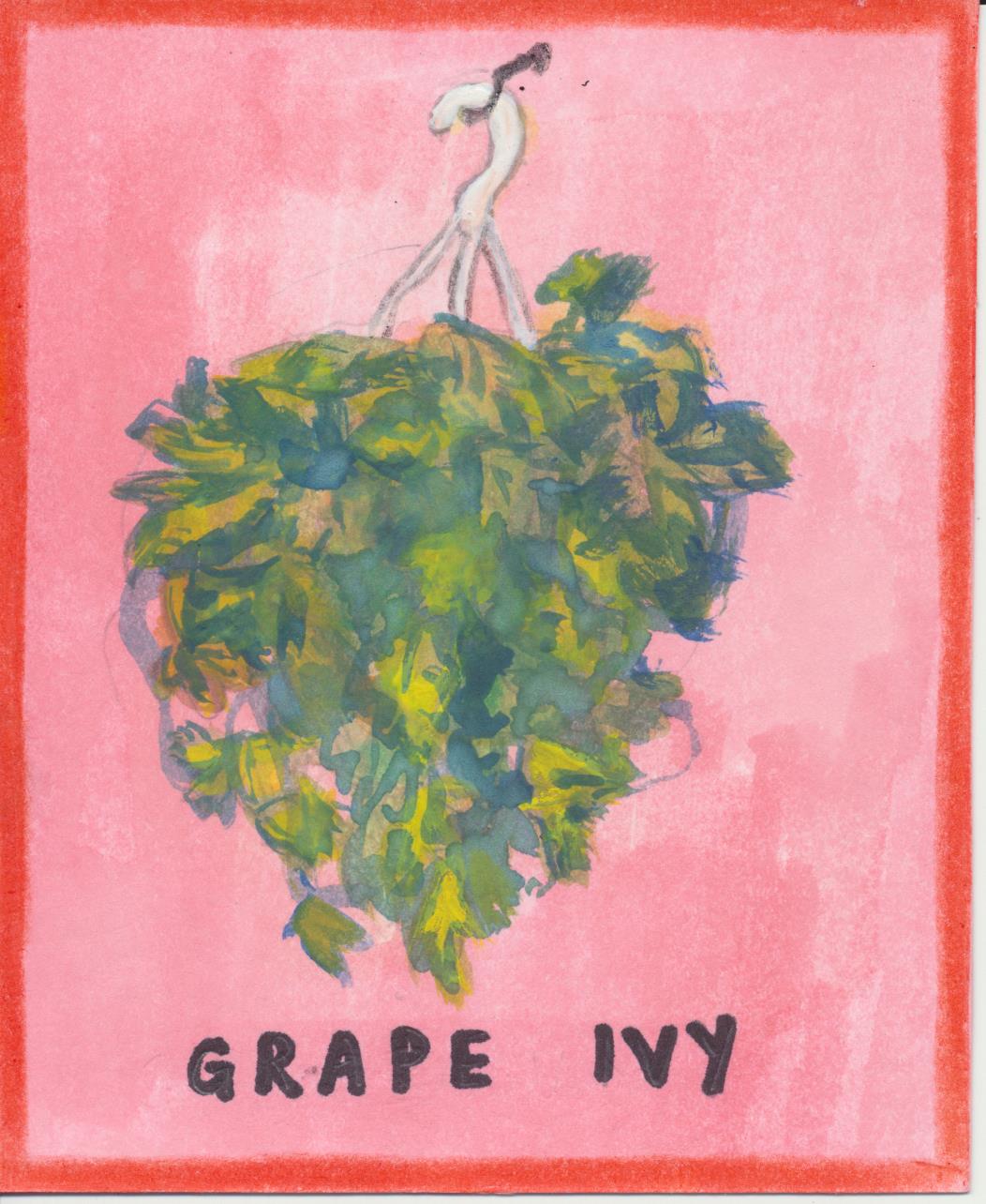 Grape ivy 001