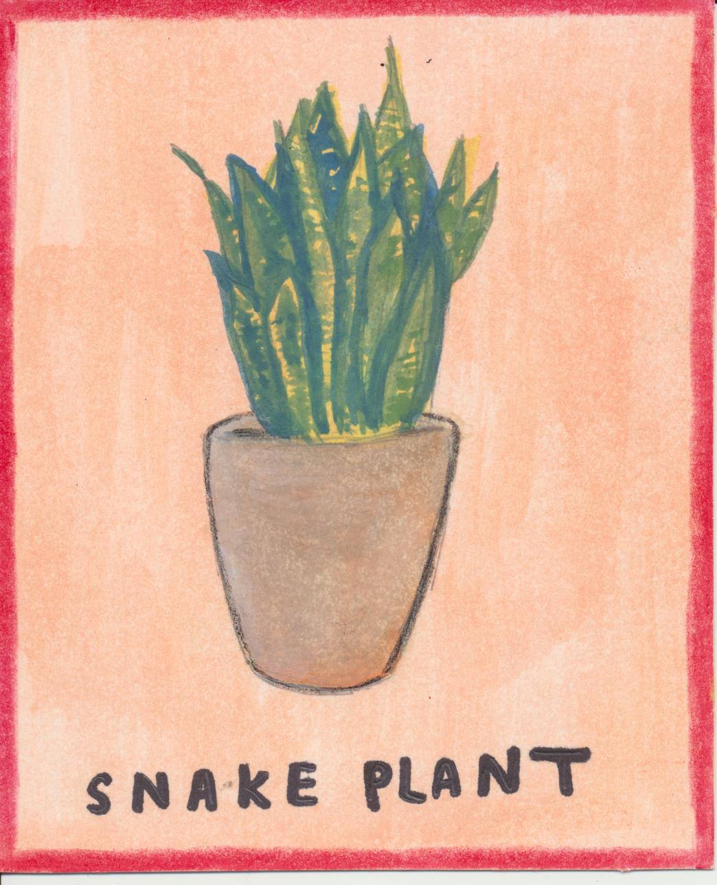 Snake plant 001
